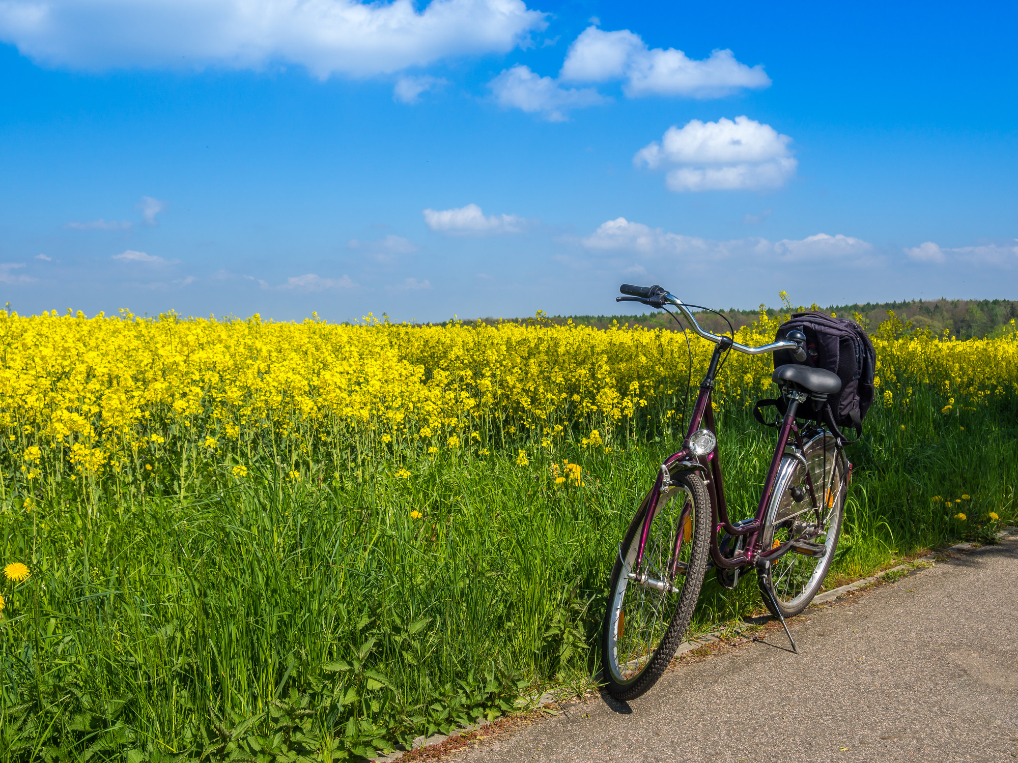 Fahrrad vor Blumenwiese